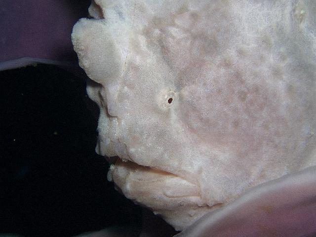 Rundflecken-Anglerfisch 03.jpg